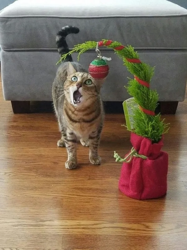 Avatar ông già noel dễ thương sẽ giúp bạn tạo điểm nhấn và thể hiện niềm vui trong mùa Giáng Sinh này.