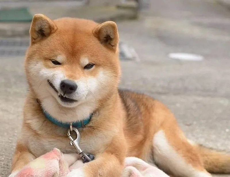 Ảnh meme chó mèo với những tình huống 