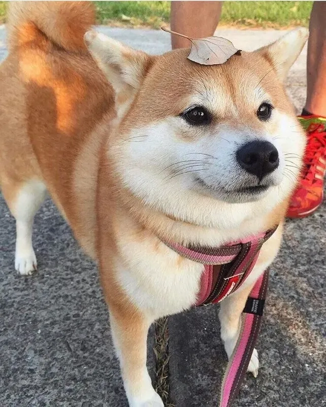 Óc chó meme với những tình huống bất ngờ và hài hước sẽ khiến bạn 