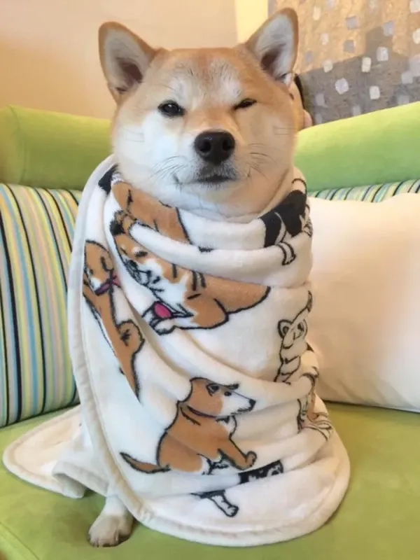 Chó cheems meme với những biểu cảm hài hước chắc chắn sẽ khiến bạn yêu thích ngay lập tức.