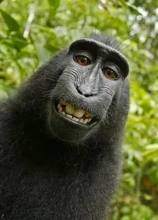 Hài meme này cực kỳ vui nhộn, chắc chắn sẽ khiến bạn không thể ngừng cười!