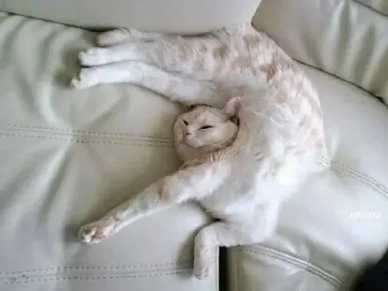Mèo Tết meme với không khí Tết ngập tràn, mang đến những khoảnh khắc vui vẻ và đáng yêu.