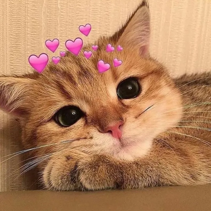Mèo cười meme siêu đáng yêu với những nụ cười ngọt ngào, chắc chắn sẽ làm bạn mỉm cười suốt cả ngày.