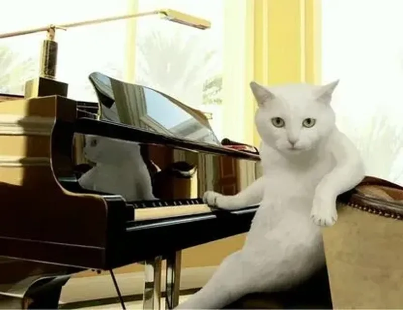 Meme mèo xin lỗi với biểu cảm ngây thơ, dễ thương chắc chắn sẽ khiến bạn cảm thấy dễ chịu và thư giãn.