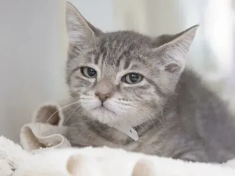 Mèo Tom meme cực kỳ hài hước và đáng yêu, mang đến những khoảnh khắc vui nhộn không thể bỏ qua.