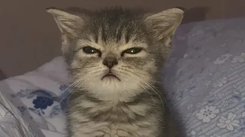 Meme mèo huh với vẻ mặt ngơ ngác cực kỳ hài hước khiến bạn phải yêu thích ngay từ cái nhìn đầu tiên.