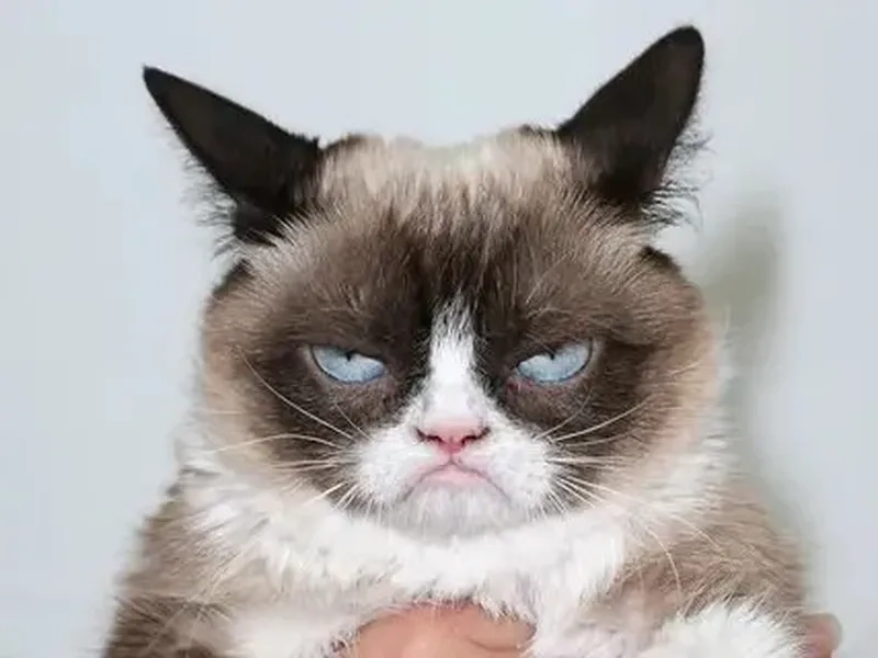 Meme mèo cười nhếch mép với biểu cảm đầy 