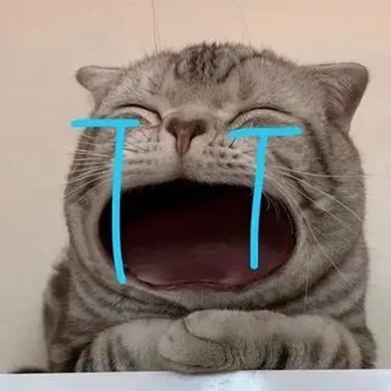 Meme mèo Giáng Sinh với không khí lễ hội vui nhộn, chắc chắn sẽ khiến bạn không thể nhịn cười!
