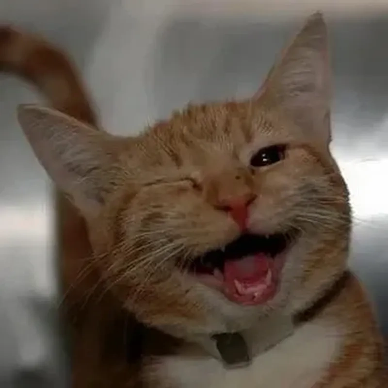Há mồm với ảnh chế meme mèo bựa cực kỳ hài hước và ngộ nghĩnh, chắc chắn sẽ khiến bạn cười 
