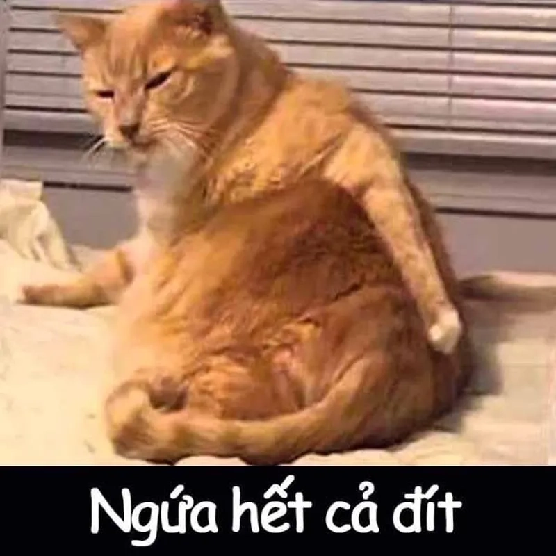 Ảnh mèo Noel meme siêu dễ thương với không khí Giáng Sinh ấm áp, mang lại niềm vui và sự hạnh phúc.