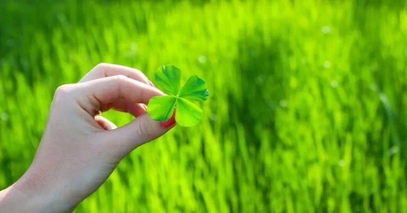 Lựa chọn avatar cỏ 4 lá may mắn để thu hút vận may và làm nổi bật cá tính của bạn