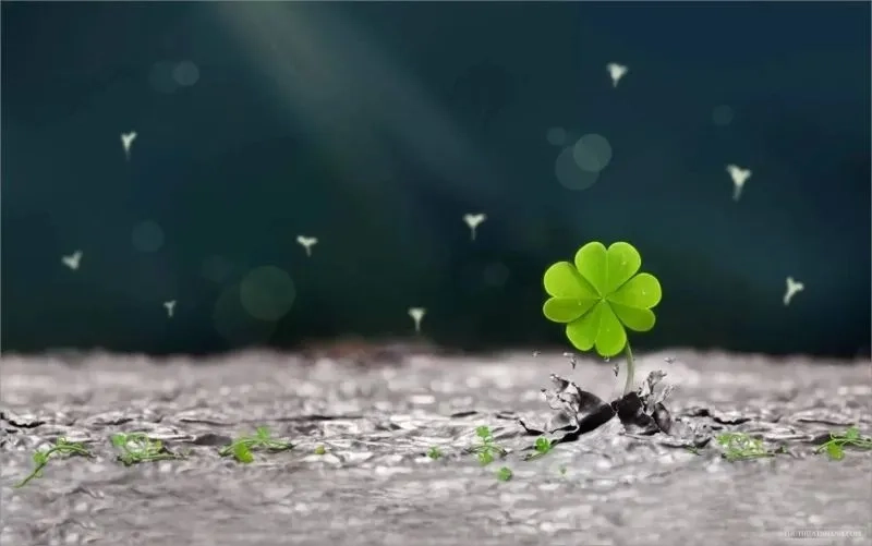 Tìm avatar đẹp mang lại may mắn với hình ảnh cỏ 4 lá cute, thể hiện sự tích cực và hy vọng