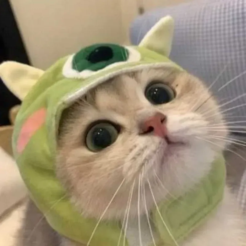 Avt cute mèo là lựa chọn hoàn hảo để thể hiện sự dễ thương và thú vị qua hình ảnh