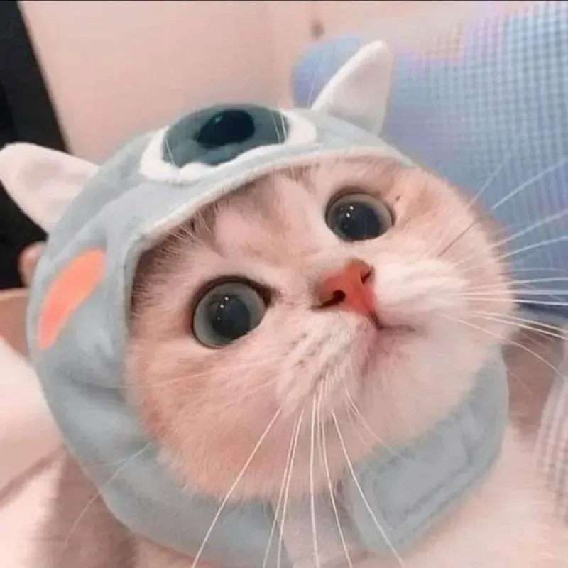 Ảnh mèo cute làm nổi bật sự dễ thương và đáng yêu, thích hợp cho những ai yêu động vật