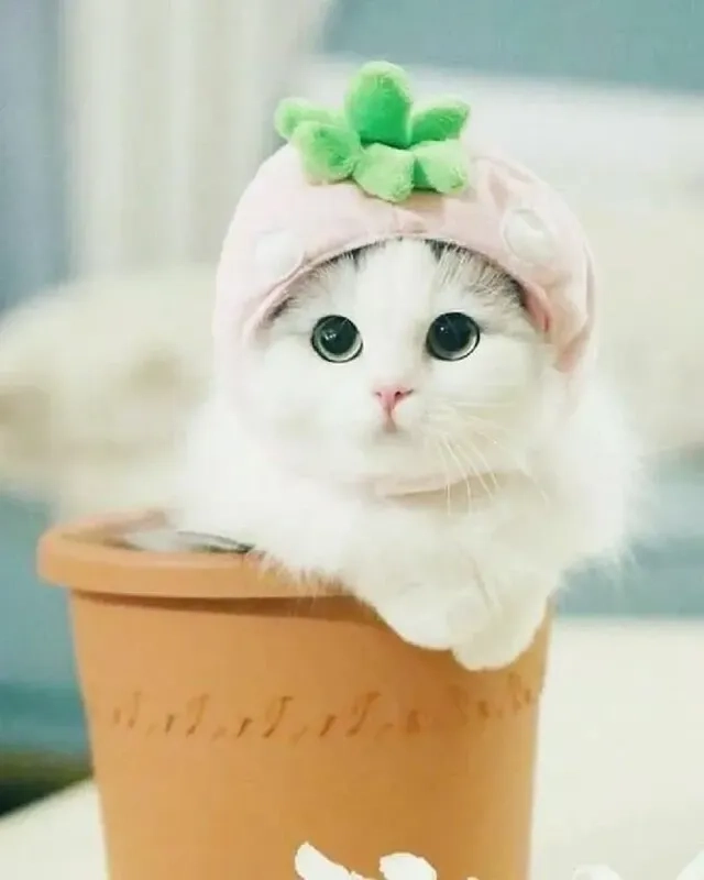 Ảnh mèo cute làm nổi bật sự dễ thương và đáng yêu, thích hợp cho những ai yêu động vật