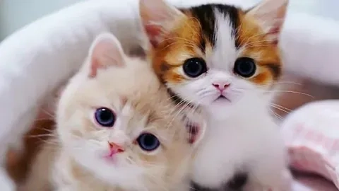 Avatar mèo đôi cute, tạo nên một không gian ngọt ngào và vui nhộn cho các cặp đôi