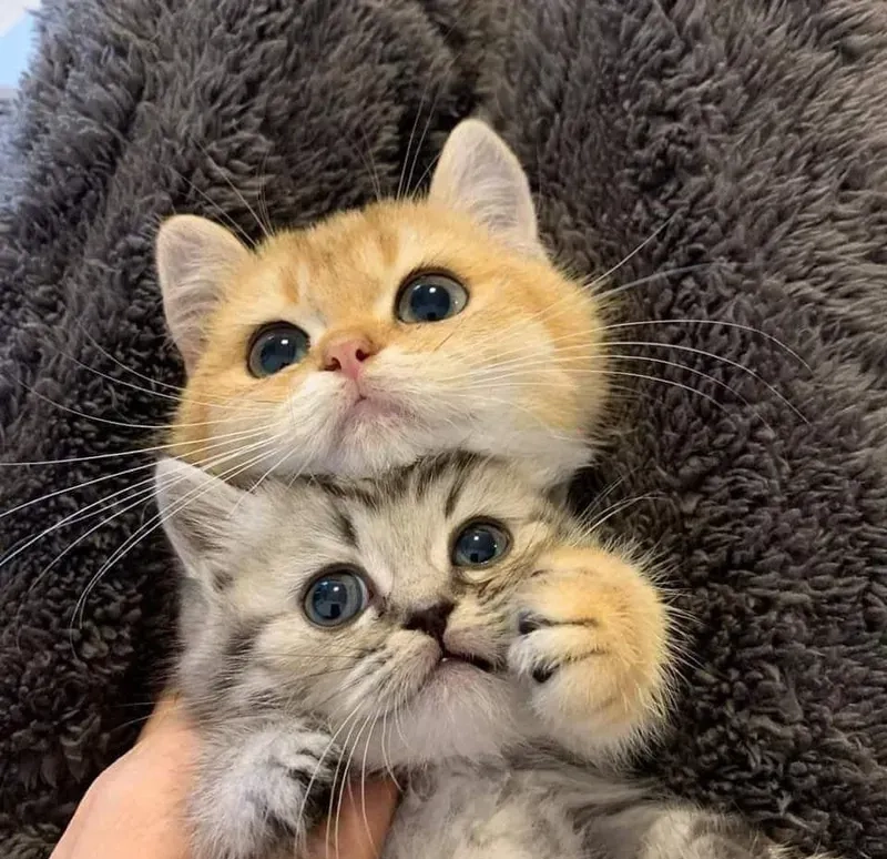 Avatar mèo cute đôi, hình ảnh đáng yêu để thể hiện tình cảm dễ thương giữa hai người