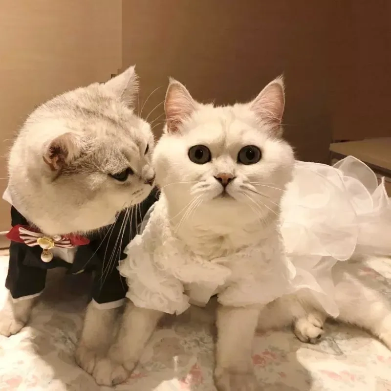 Avatar đôi mèo thật dễ thương, là sự kết hợp tuyệt vời giữa sự đáng yêu và tinh nghịch