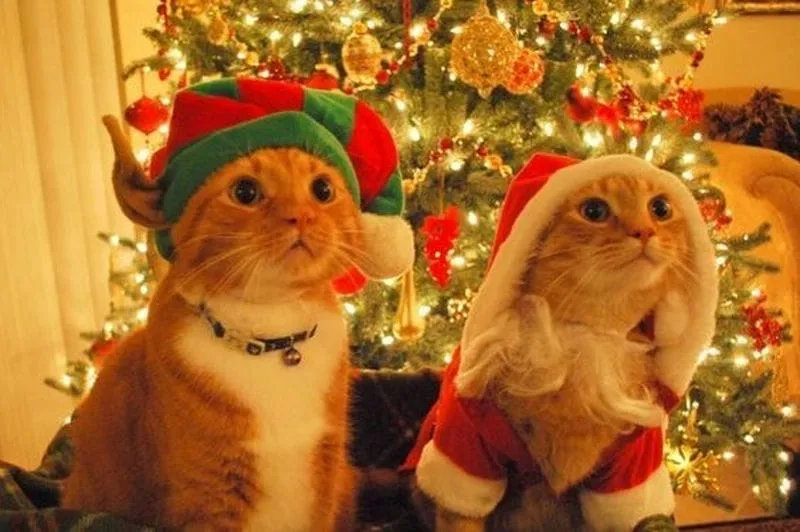 Thêm phần dễ thương cho thiết bị của bạn với hình nền cute noel mang đậm không khí lễ hội.