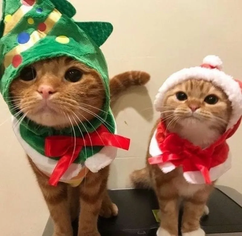 Khám phá những hình nền cute giáng sinh để làm mới không gian mạng xã hội của bạn ngay!