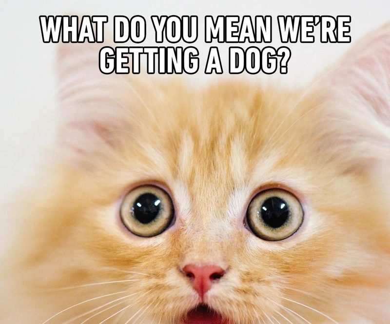 Xem ngay những hình ảnh meme cute để xả stress cùng bạn bè.