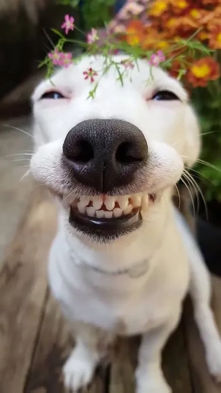 Meme chó ngáo với những biểu cảm 