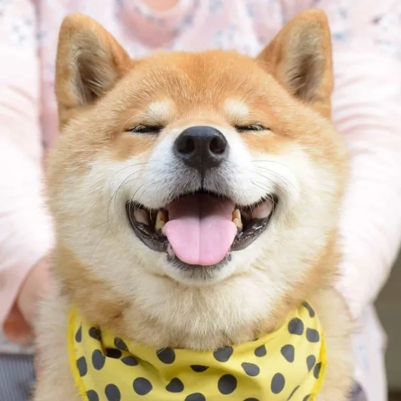 Cơm chó meme với những khoảnh khắc hài hước từ những chú chó chắc chắn sẽ khiến bạn bất ngờ.