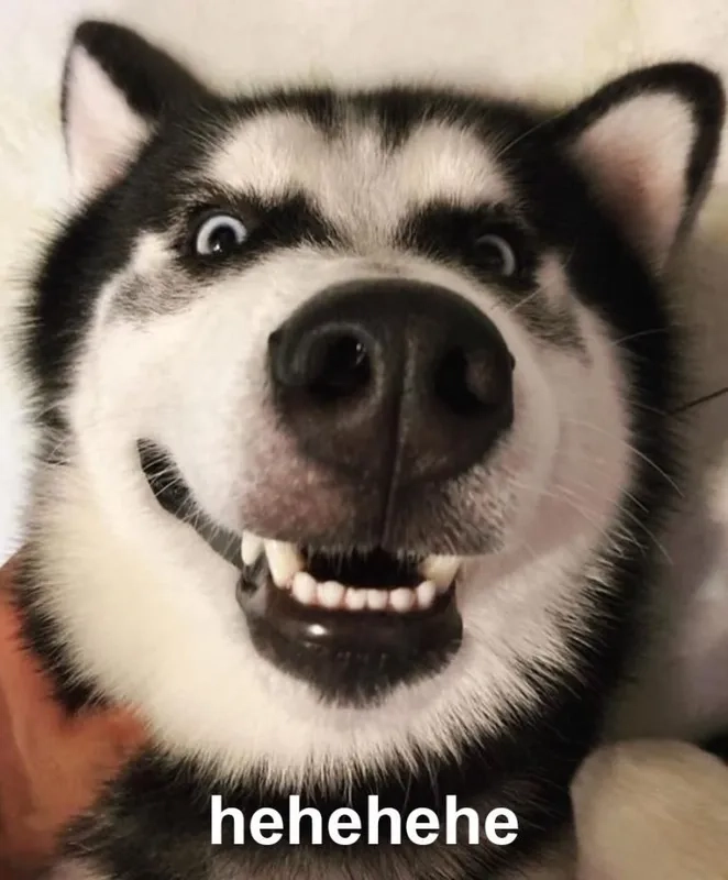 Meme chó shiba cầm súng hài hước sẽ mang đến những phút giây thư giãn tuyệt vời.