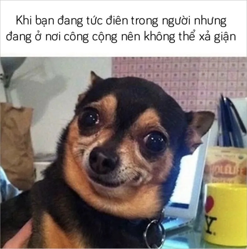 Khám phá hình chó meme siêu vui nhộn, đầy bất ngờ và cực kỳ hài hước!