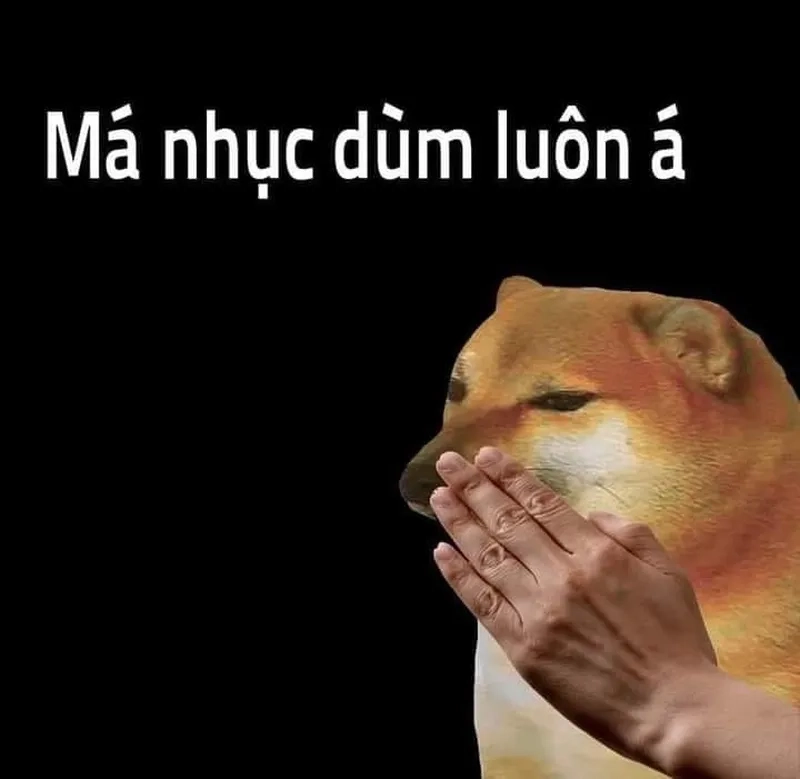 Những hình meme chó sẽ mang lại sự vui nhộn và không thiếu những bất ngờ!
