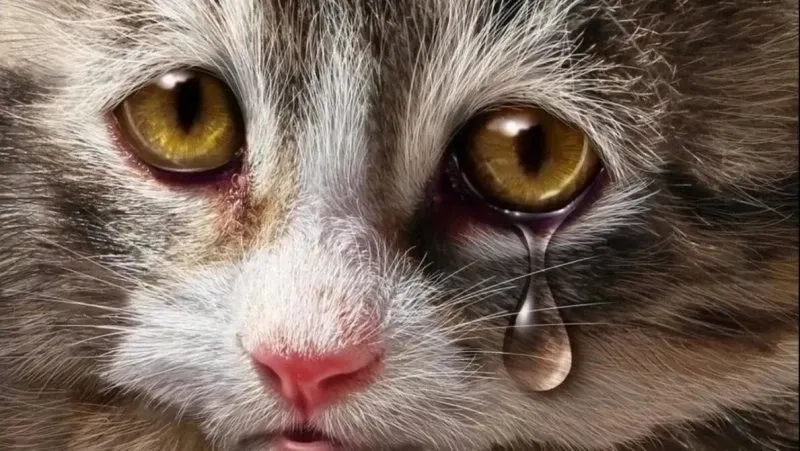 Cry cat meme với biểu cảm cực kỳ đáng yêu.