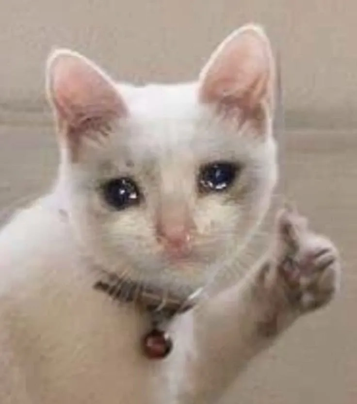 Cat crying meme luôn là lựa chọn để cười thả ga.