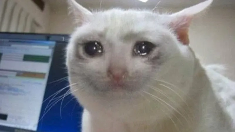 Cat meme cry biểu cảm hài hước không ai sánh bằng.