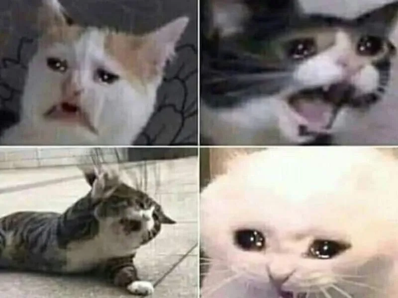 Meme cat crying siêu hot, bạn đã xem chưa?