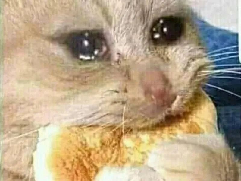 Meme crying cat là tâm điểm của mọi cuộc trò chuyện.