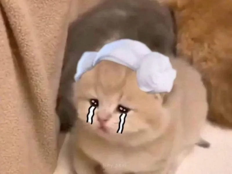 Meme cry cat mang đến tiếng cười bất tận.