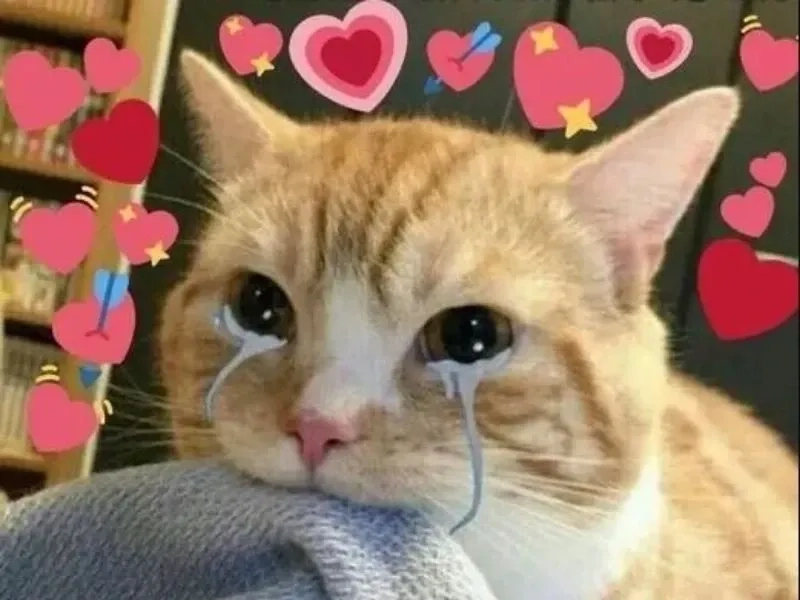 Cat meme crying đáng yêu và cực kỳ hài hước.