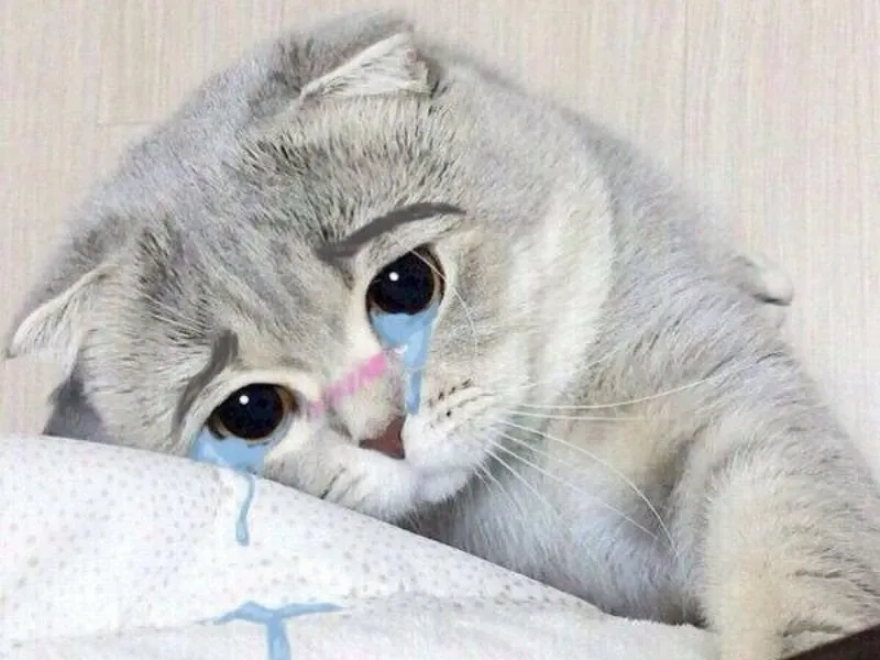 Cry meme cat với ánh mắt buồn cười không thể tả.