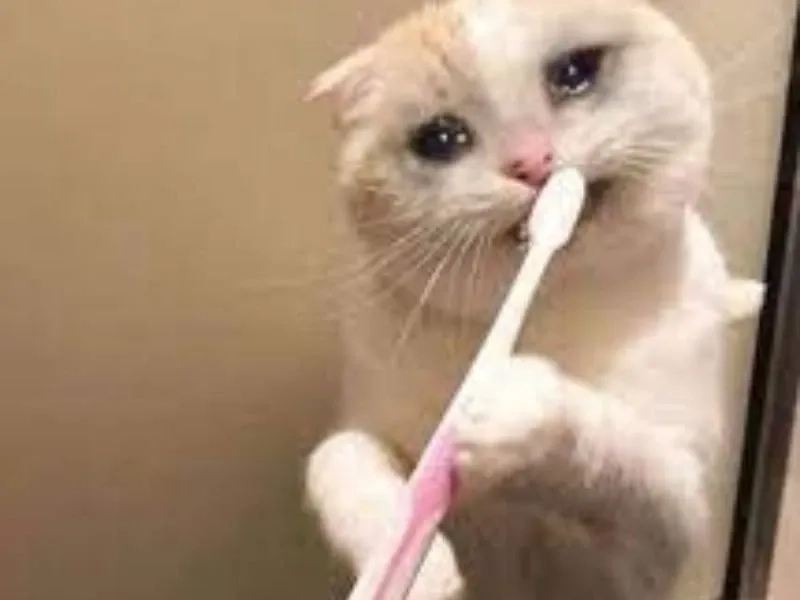 Cat cry when holding phone meme khiến ai cũng bật cười.