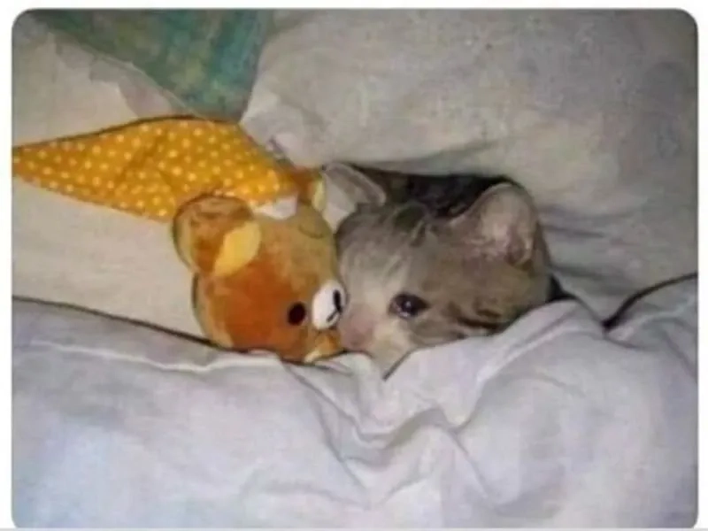 Kitten crying cats meme đáng yêu làm tan chảy trái tim.