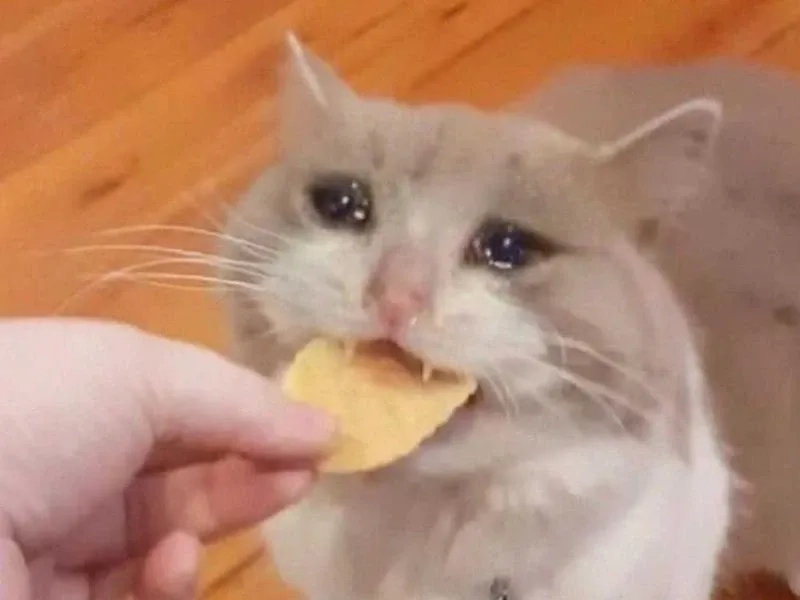 Crying cats meme luôn mang lại niềm vui cho mọi người.