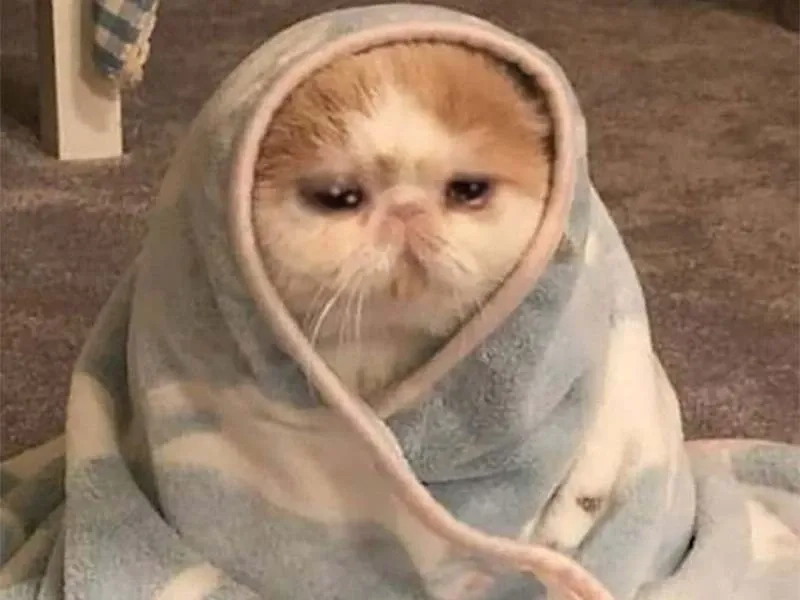 Happy crying meme cho cảm xúc vui mà vẫn rưng rưng.