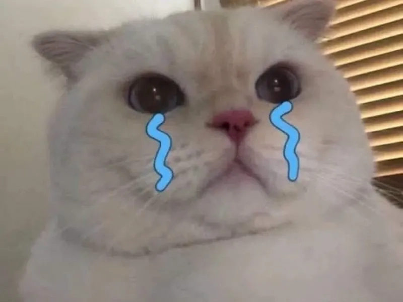 Mèo cry meme đáng yêu và cực kỳ độc đáo.