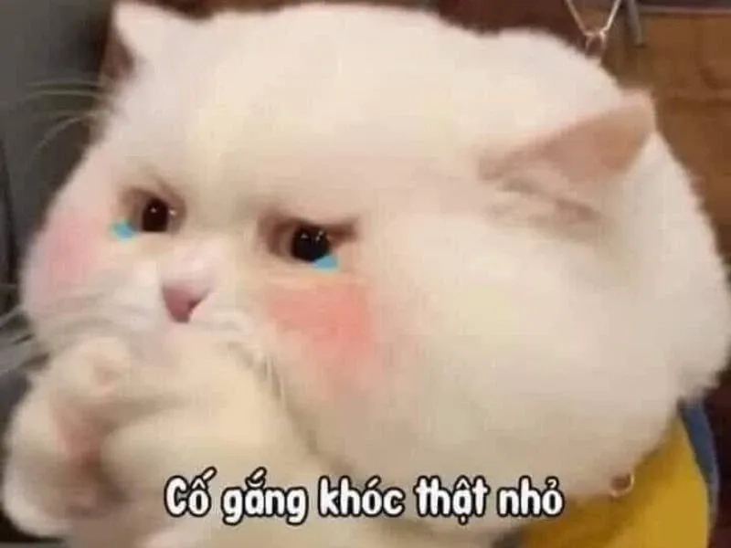 Meme mèo cry là biểu tượng cảm xúc hot nhất hiện nay.