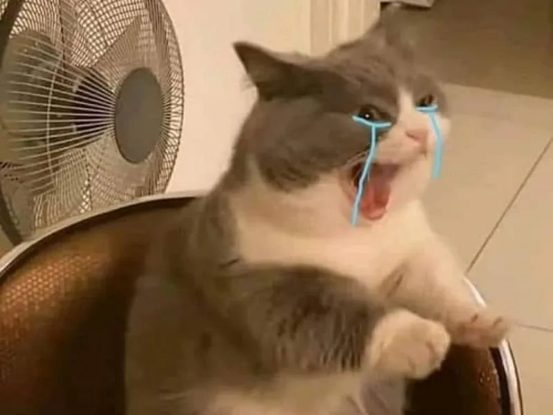 Meme smile cry hài hước, nụ cười pha lẫn nước mắt.