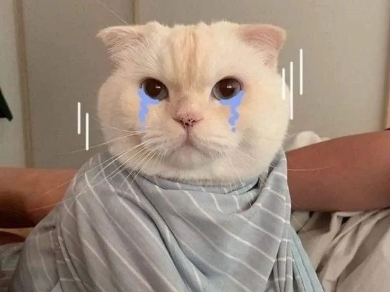 Frog crying meme dễ thương và đầy tính biểu cảm.