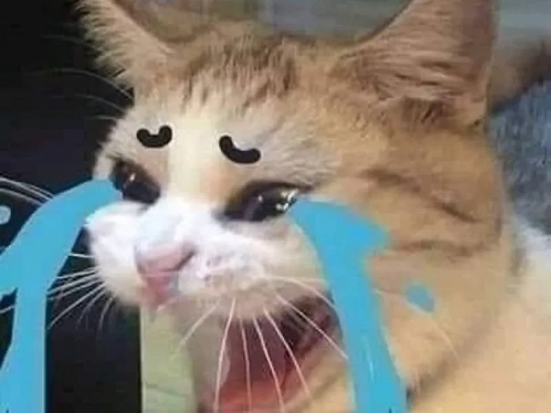 Cry about it meme đúng tâm trạng 