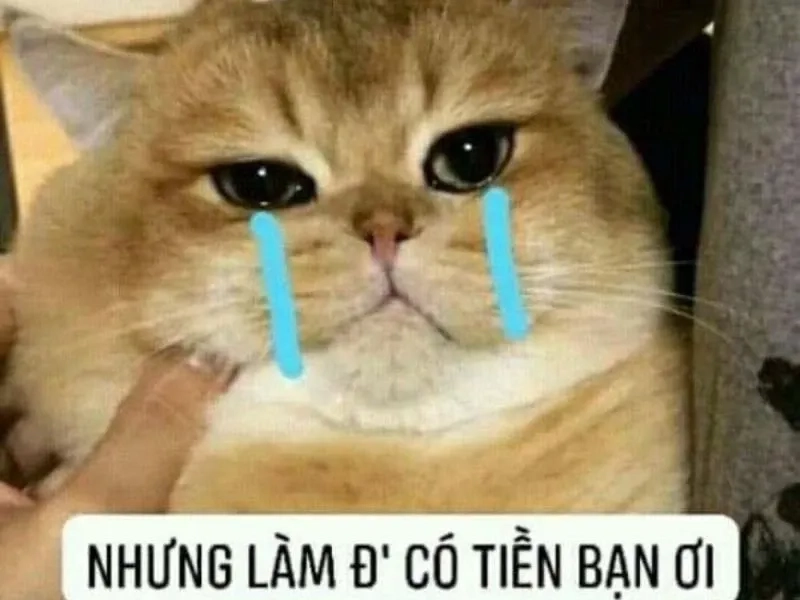 Meme jerry crying luôn mang lại cảm giác vừa buồn cười vừa đáng yêu.