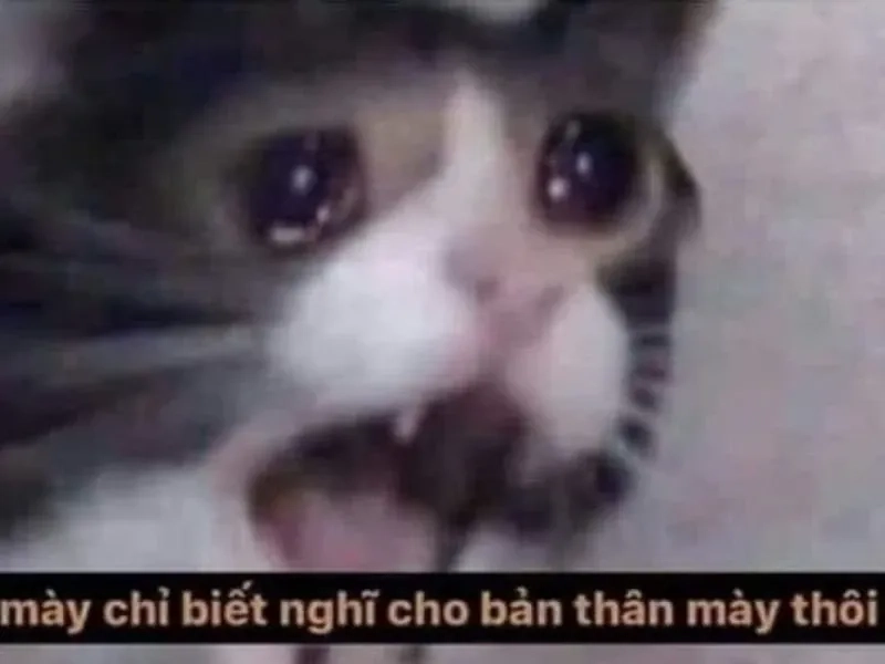 Black guy crying meme biểu cảm chân thực, hài hước.