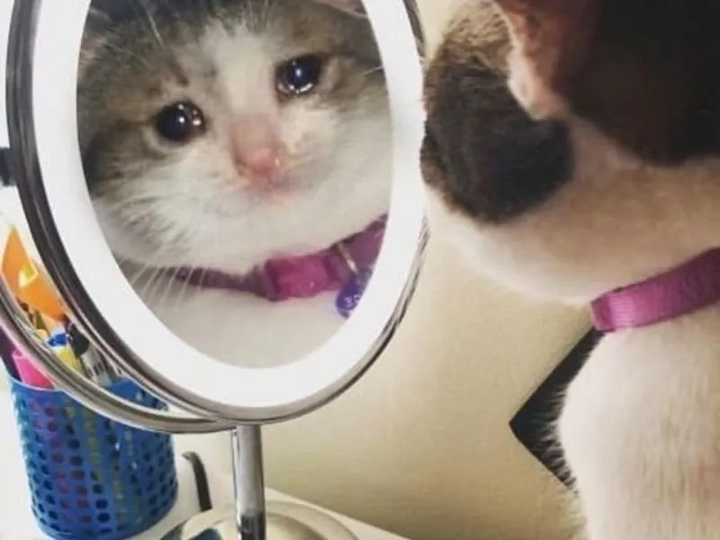 Meme frog crying khiến ai cũng phải bật cười.